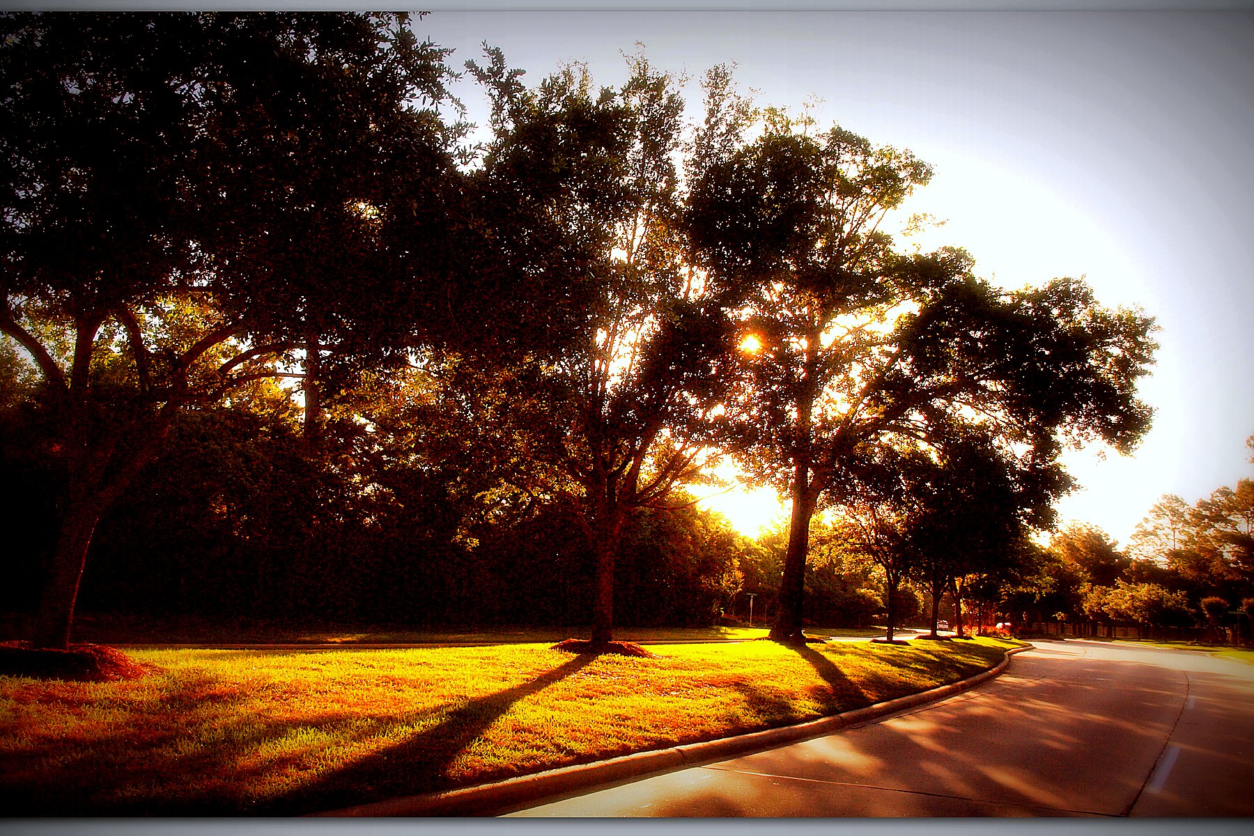 Tree-lined residential street in Cypress, Texas